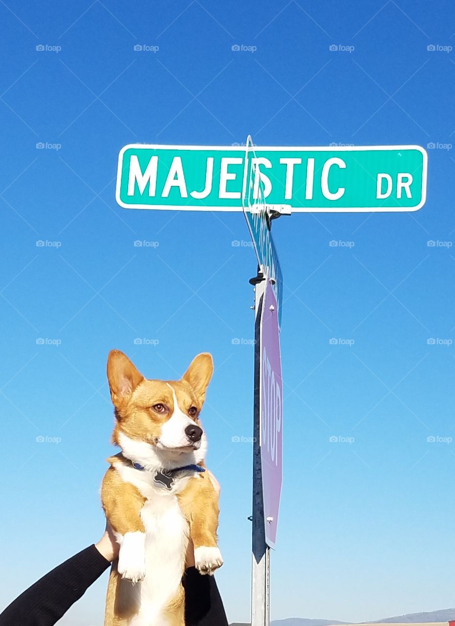 when you're majestic and you know it