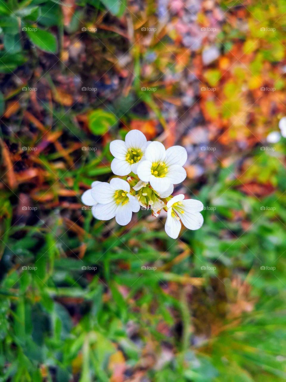 Sorrel or Harsyra in Swedish