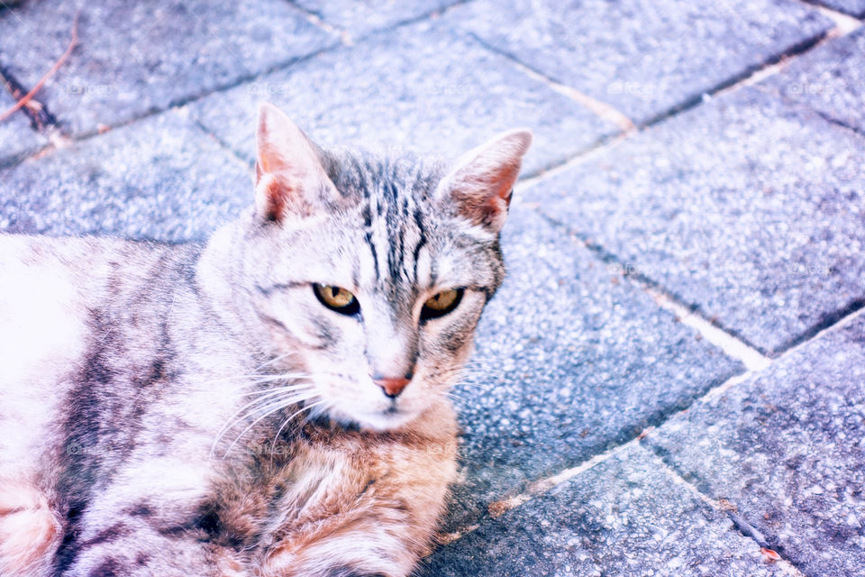 Tabby cat looks like being paradox: Schrödinger's cat. Colourful cat image.