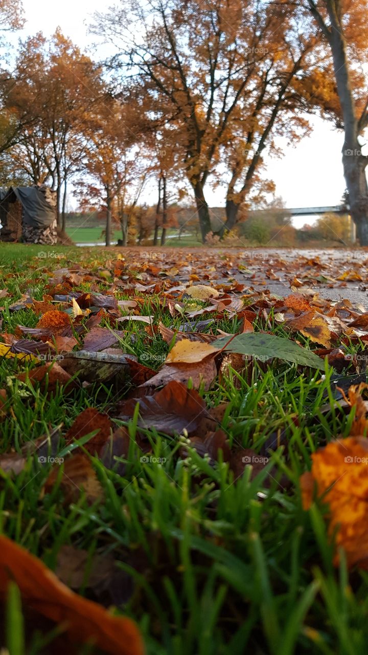 Herbst Blätter am Boden auf Gras neben dem Asphaltweg