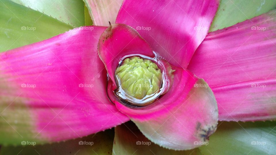 Planta de flohas cor magenta/rosa.