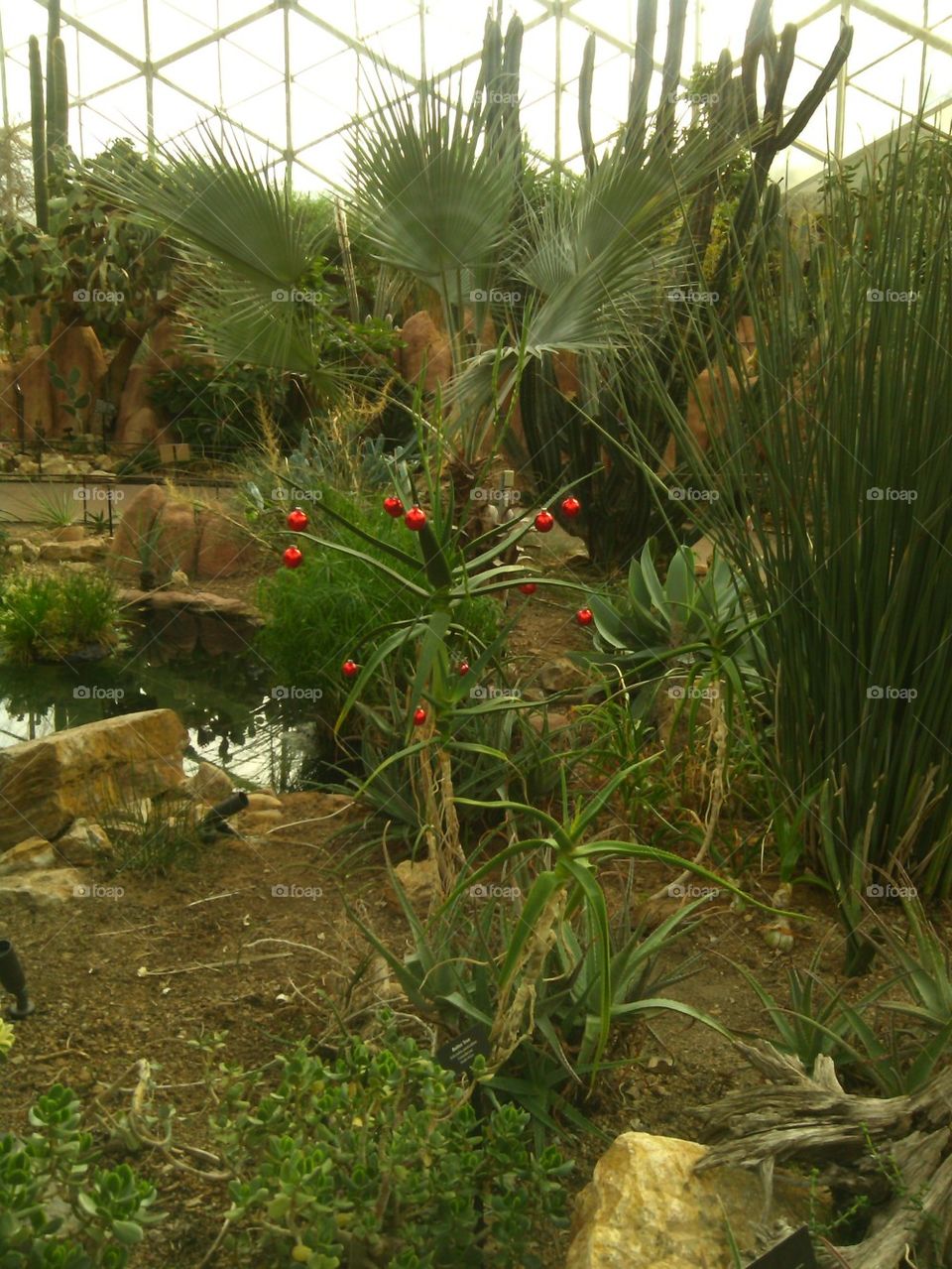 Christmas in the desert