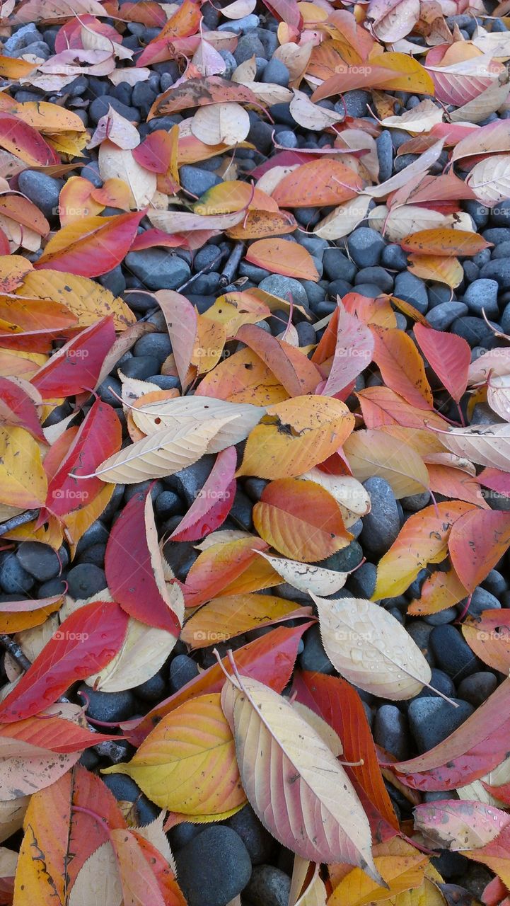 fall leaves