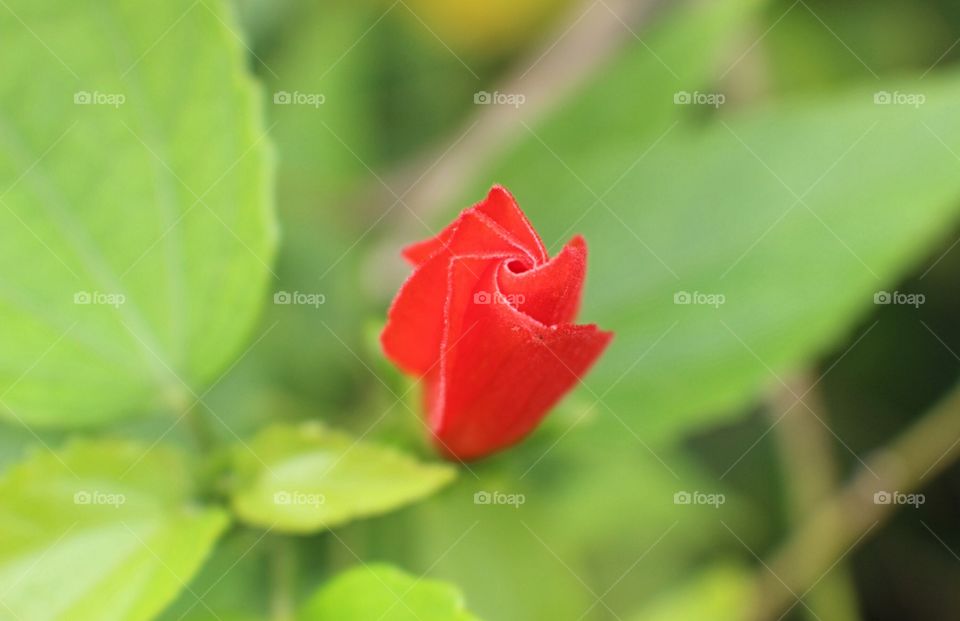 Single Red Flower