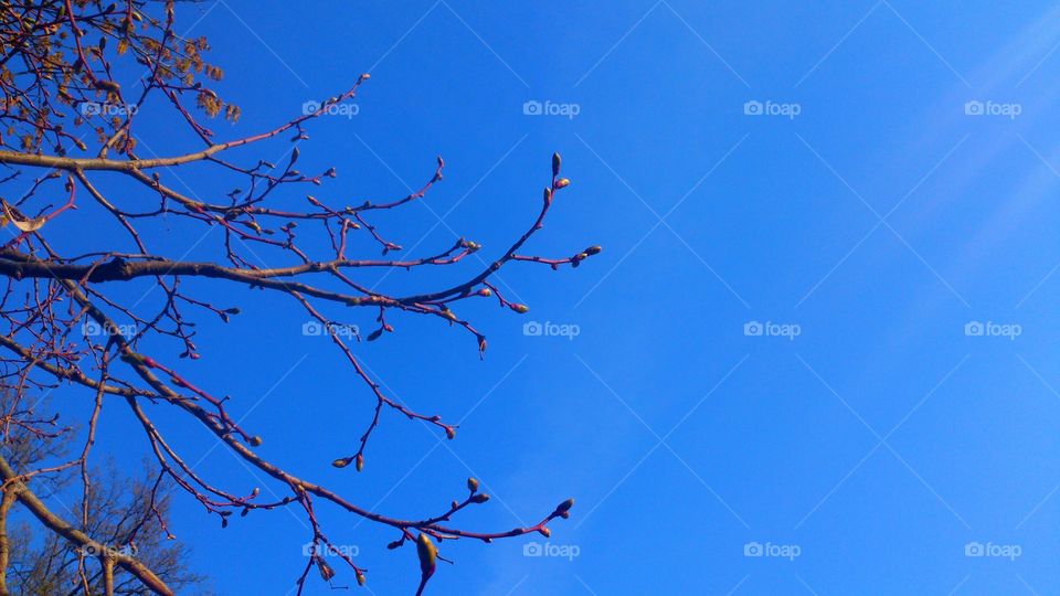 spring, trees against the blue sky