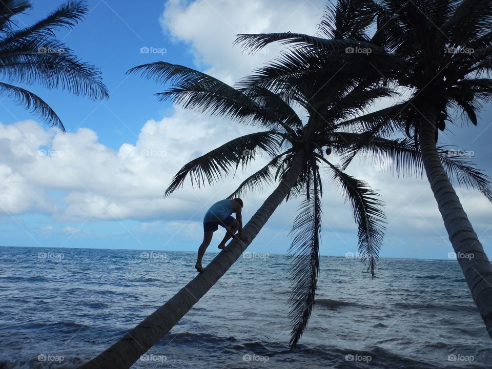 Climbing a palm tree 