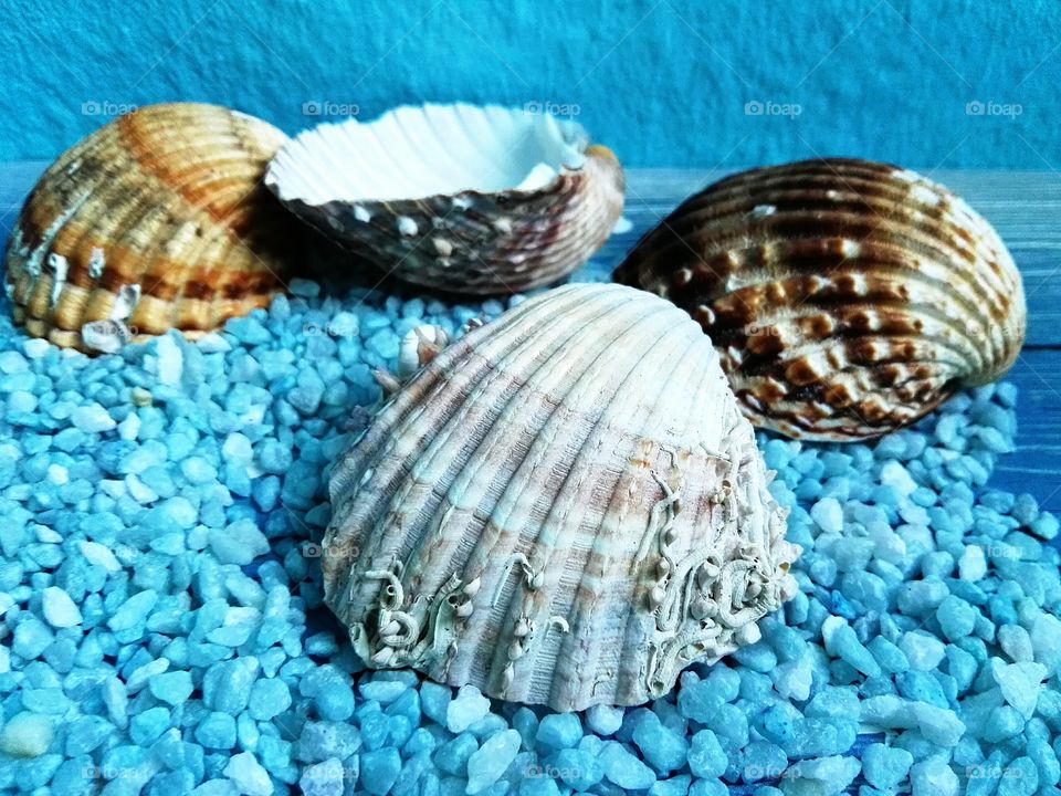 Close-up of scallop seashells