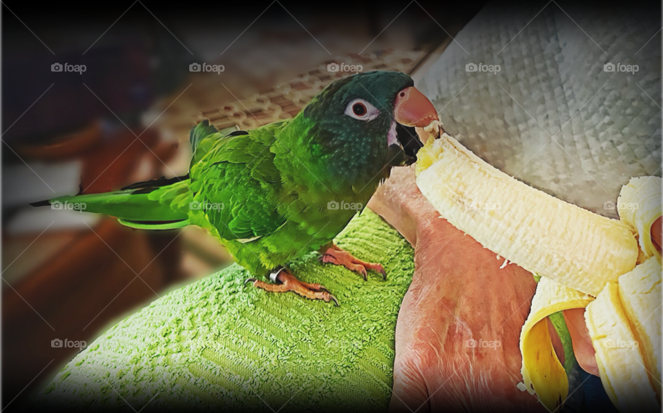 Molly the Conure eating a banana with a friend.