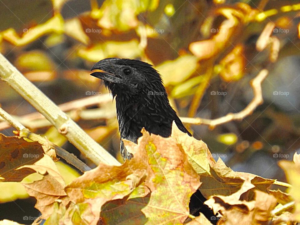Groove-billed ani