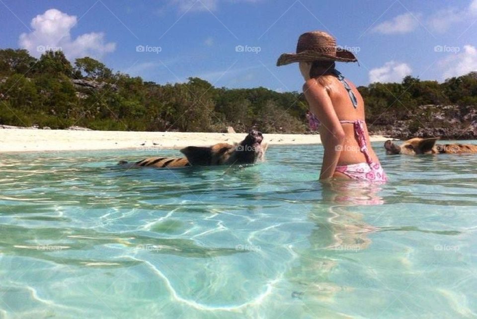 Swimming pigs in the Bahamas