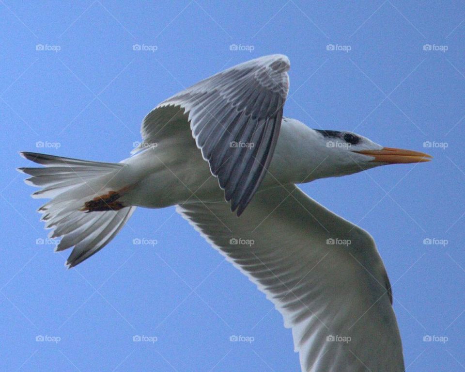 Tern