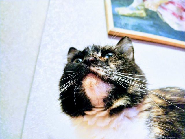 Beautiful kitty