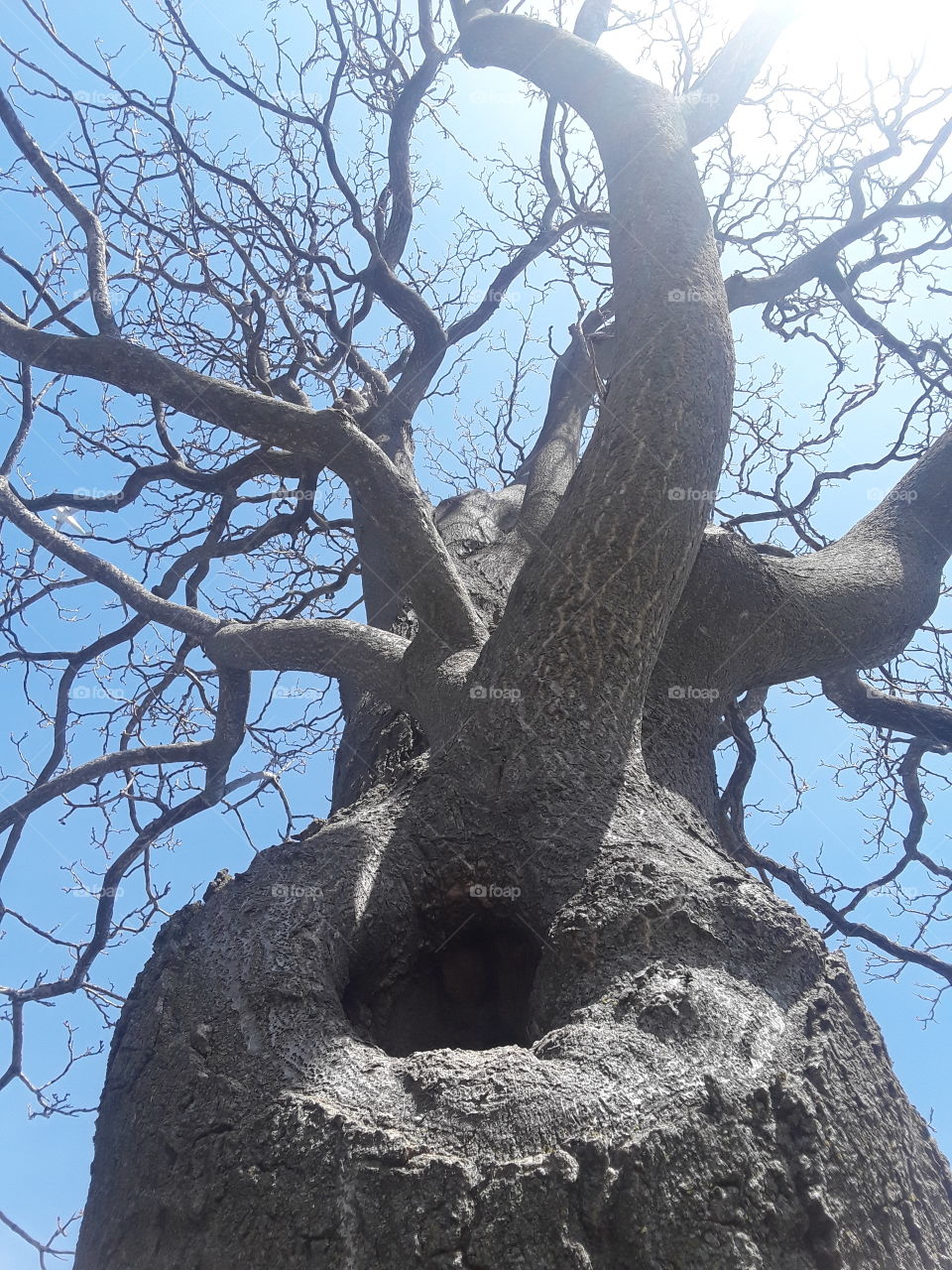 Tree - Glen Island Park - Bronx, New York