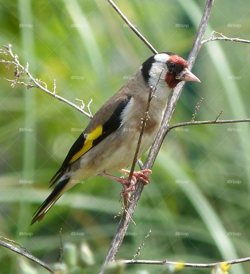 Chardonneret élégant