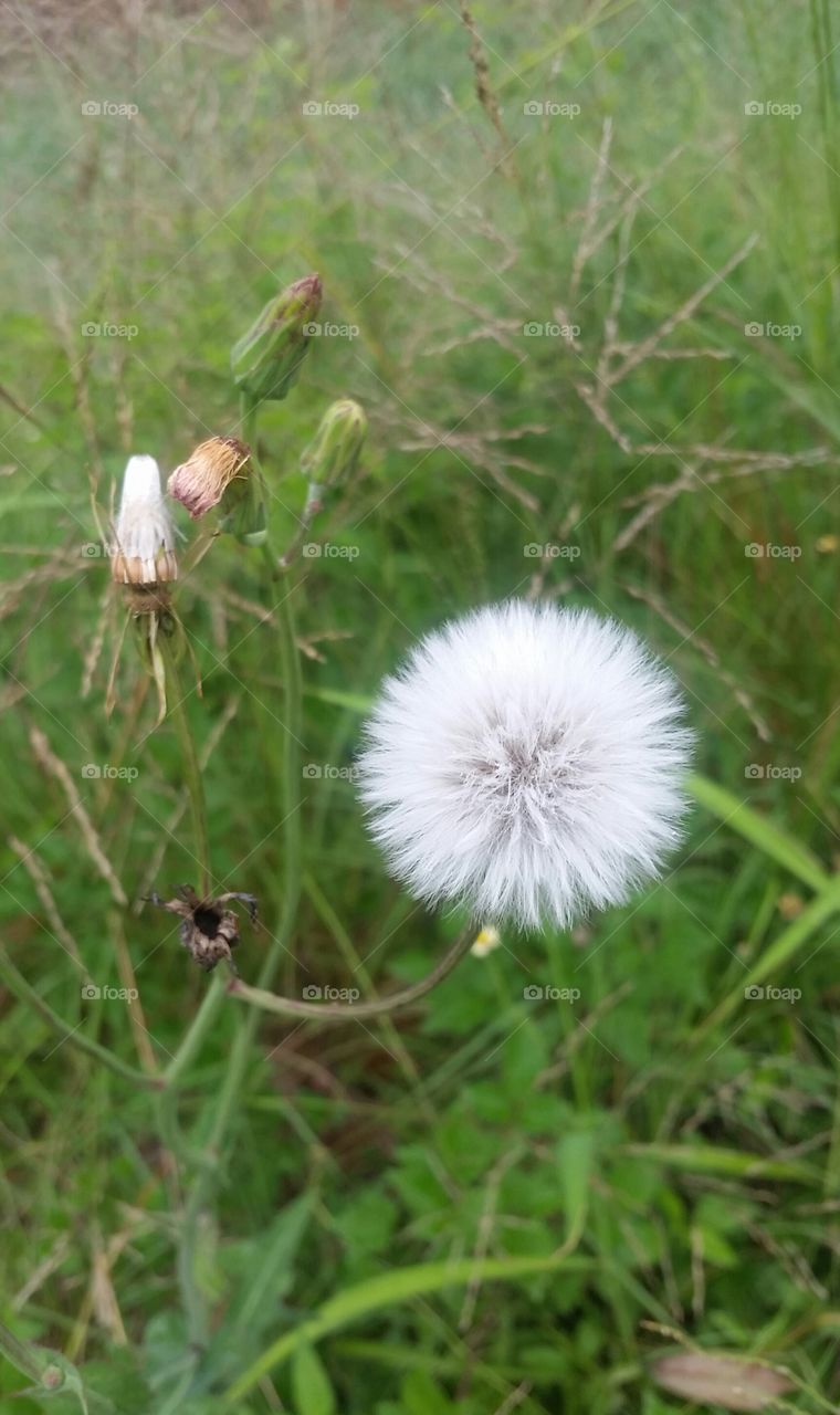 Dandelion