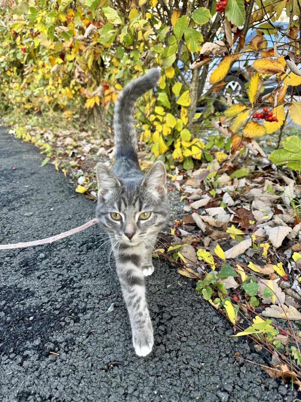 Kitten on a walk 🧡