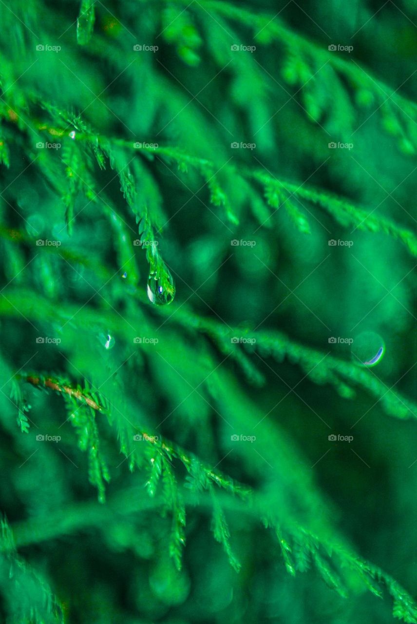 Raindrops linger on leaves