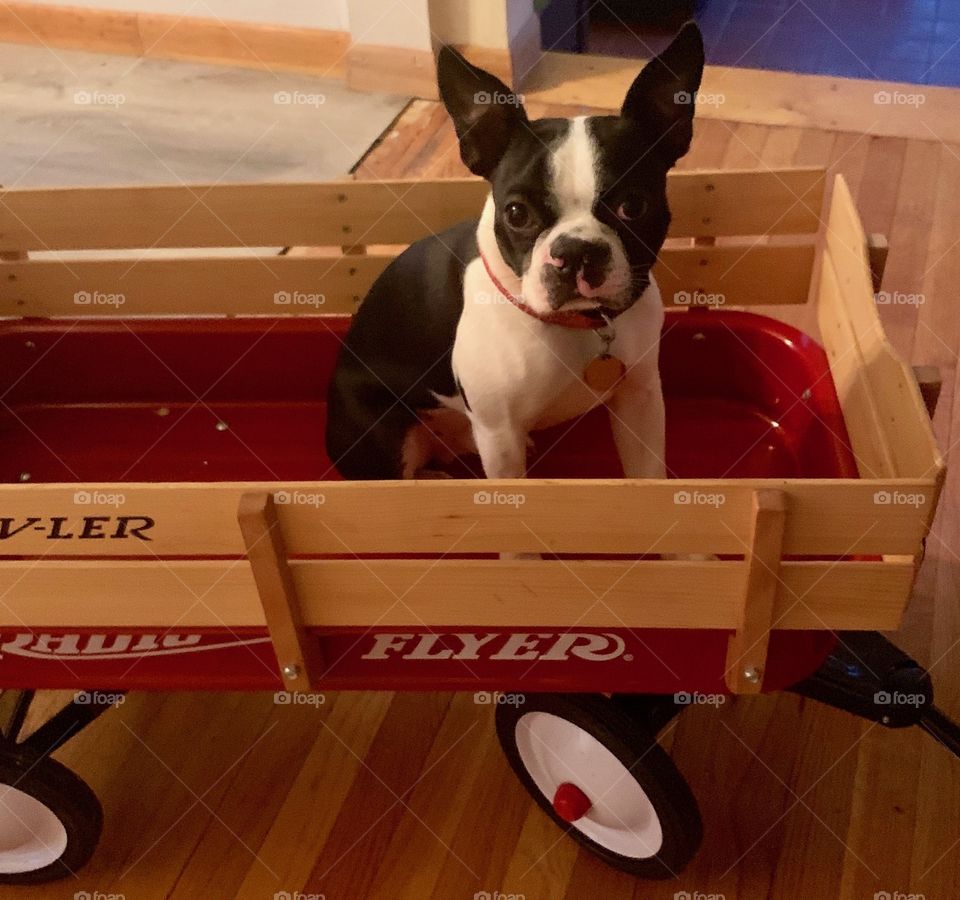 A little red wagon with a little black and white puppy. Beans the Adventure pup loves his wagon ride. 