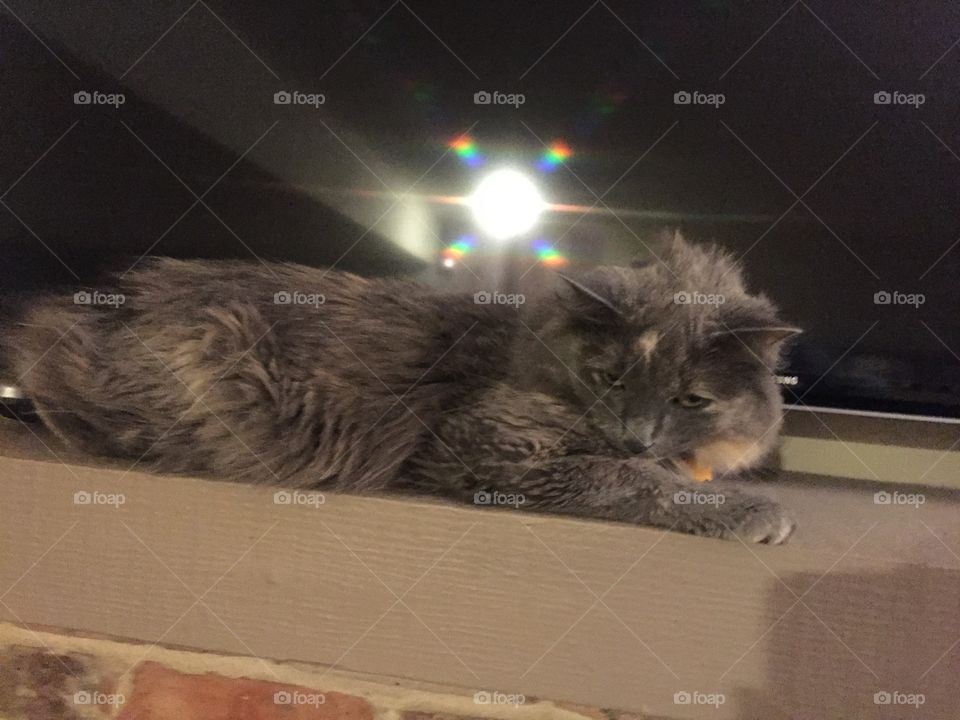 Cat, Kitten, Mammal, Pet, Portrait