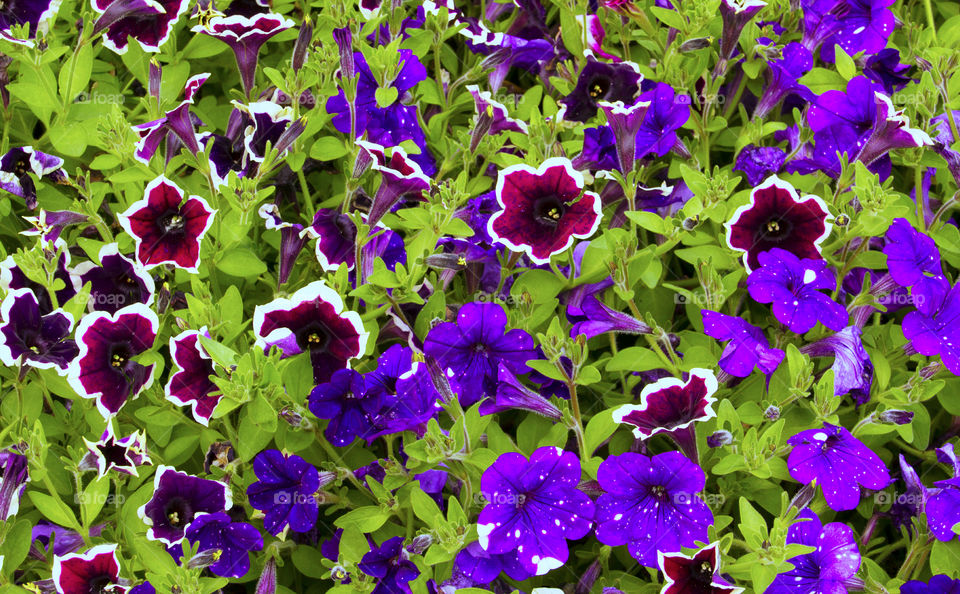 Purple flowers