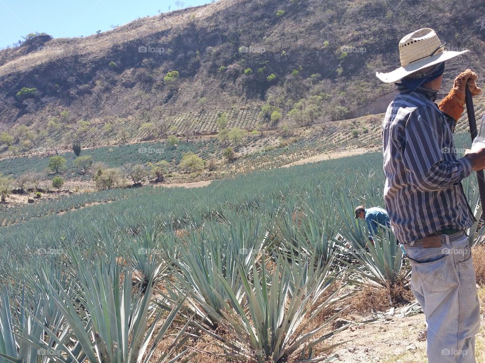 some guys in Mexico picking agave