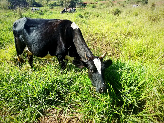 Lean Cow's