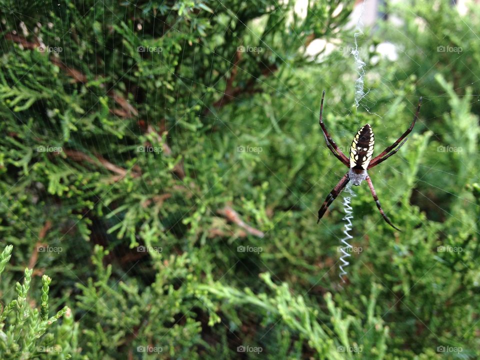 Spider Web. Cool Spider