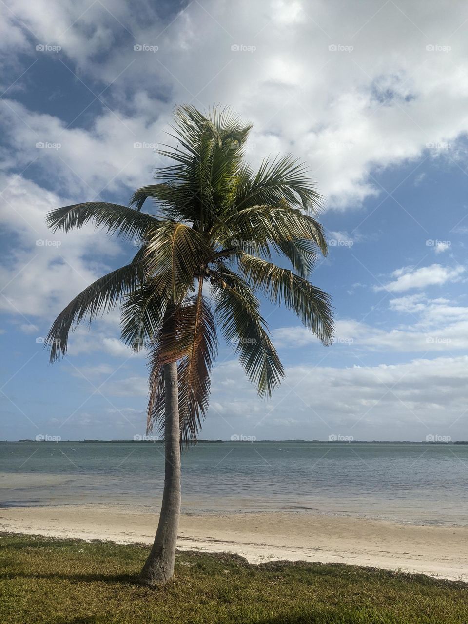 Single Palm Tree