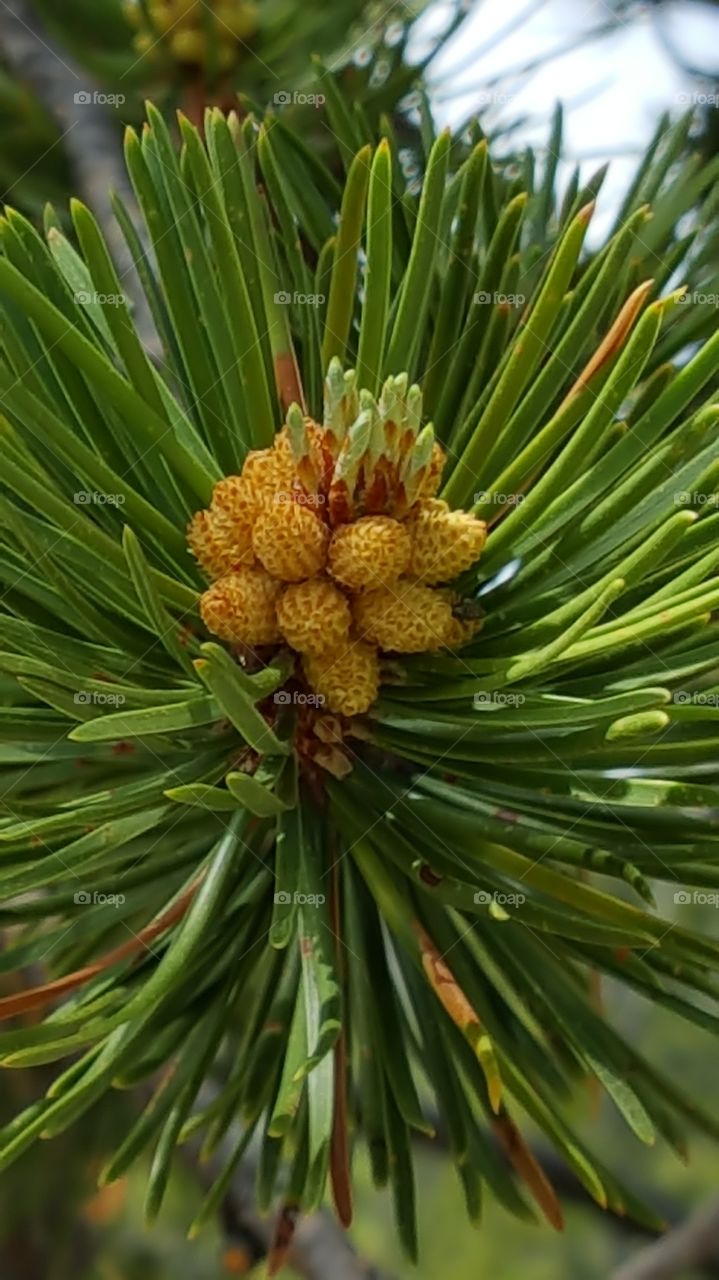 Young pinecones