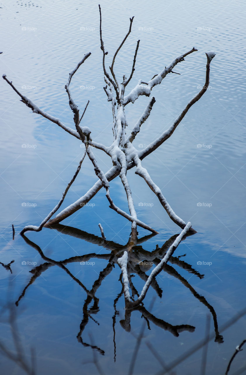 Snowcovered Boughs in a Lake