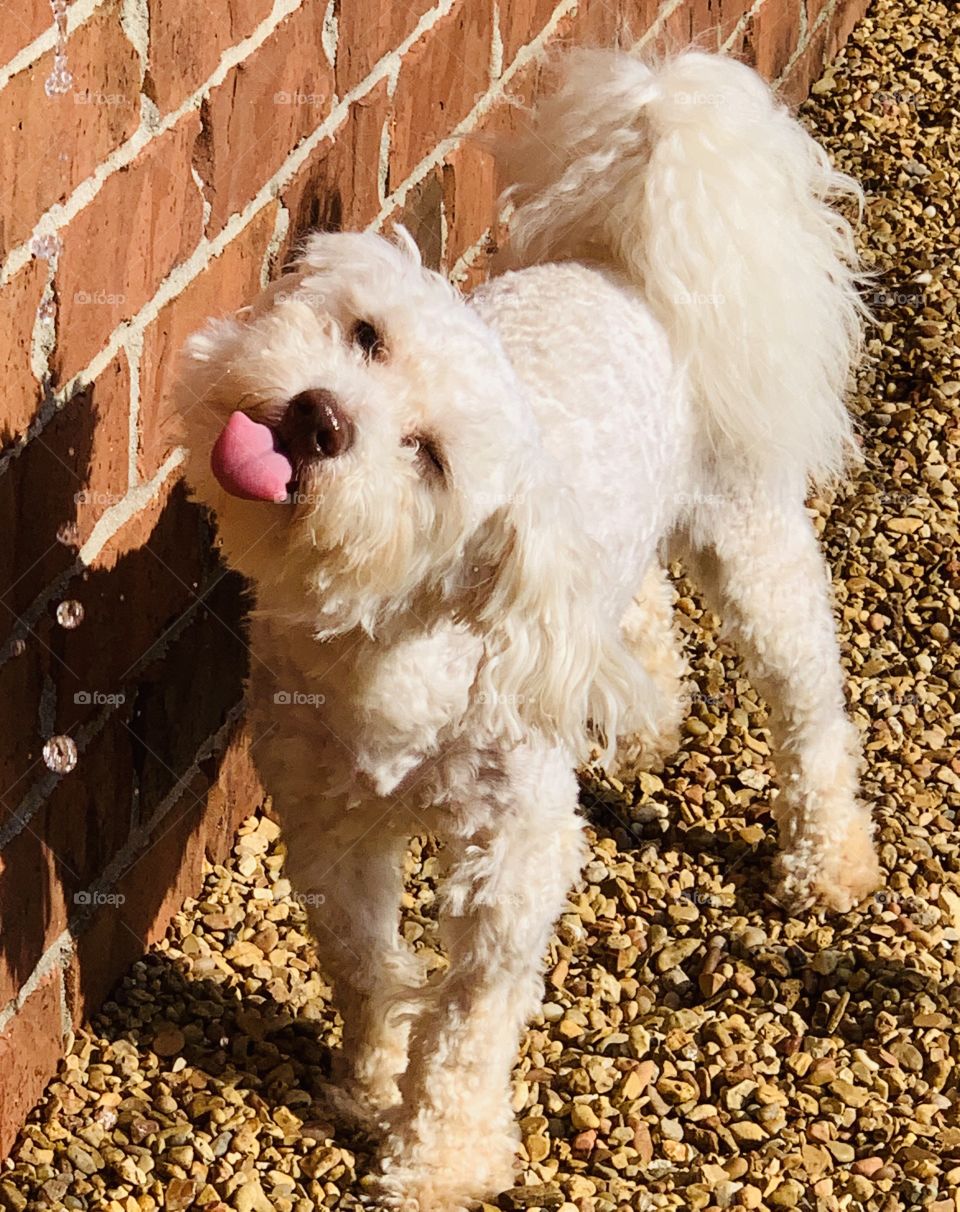 Memphis the pup, enjoying a sip from the fountain at home. Photo was captured in perfect timing for this cute picture! 