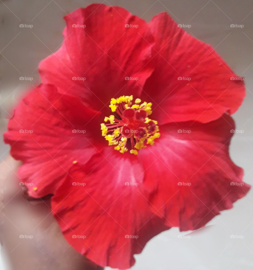 beautiful read hibiscus flower