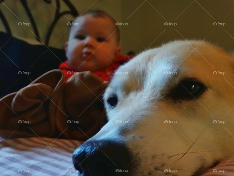 Baby With Family Dog
