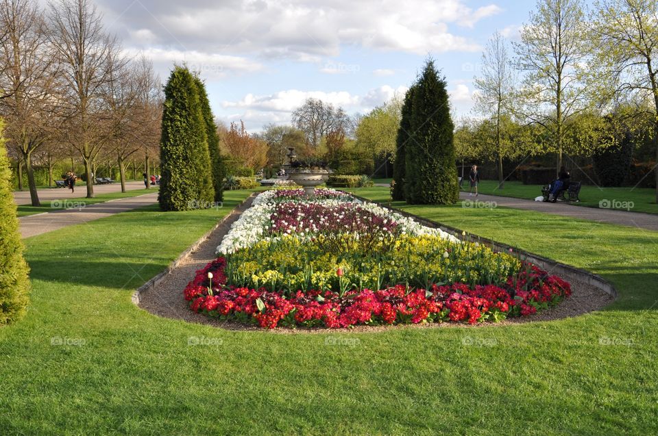 Flower, Garden, Lawn, Park, Tree