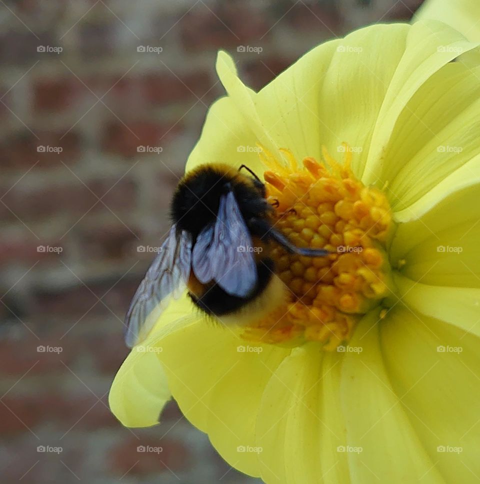 Bumblebee at Dahlia