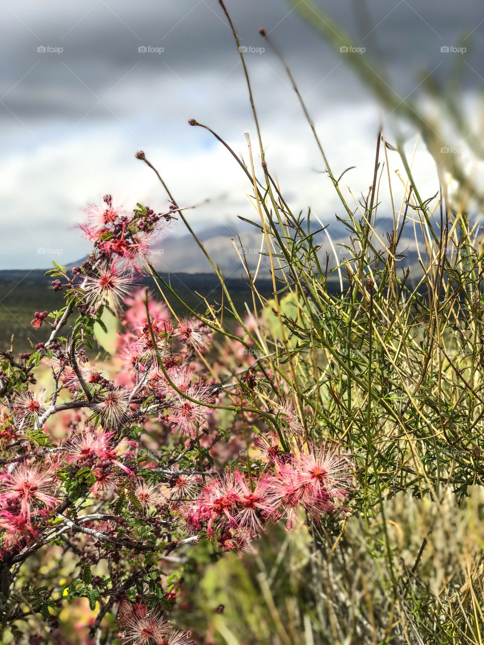 Desert Landscape - Wild Flowers 