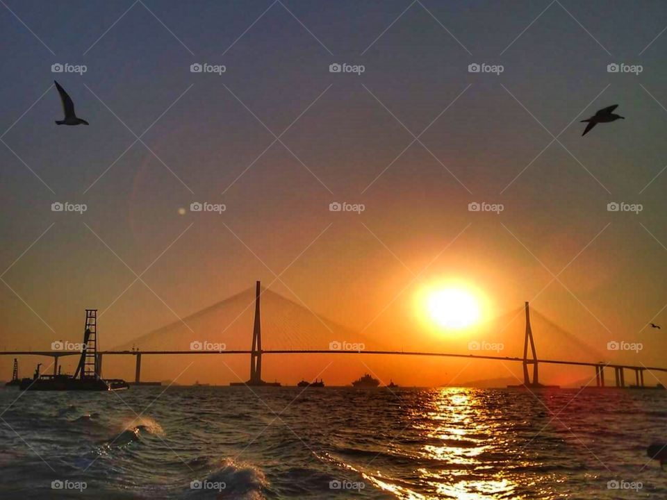 pôr do sol pássaros