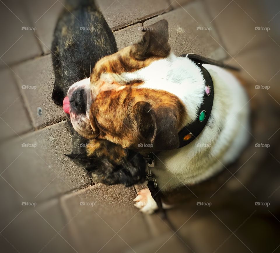 Hund und Katze, schmusend 