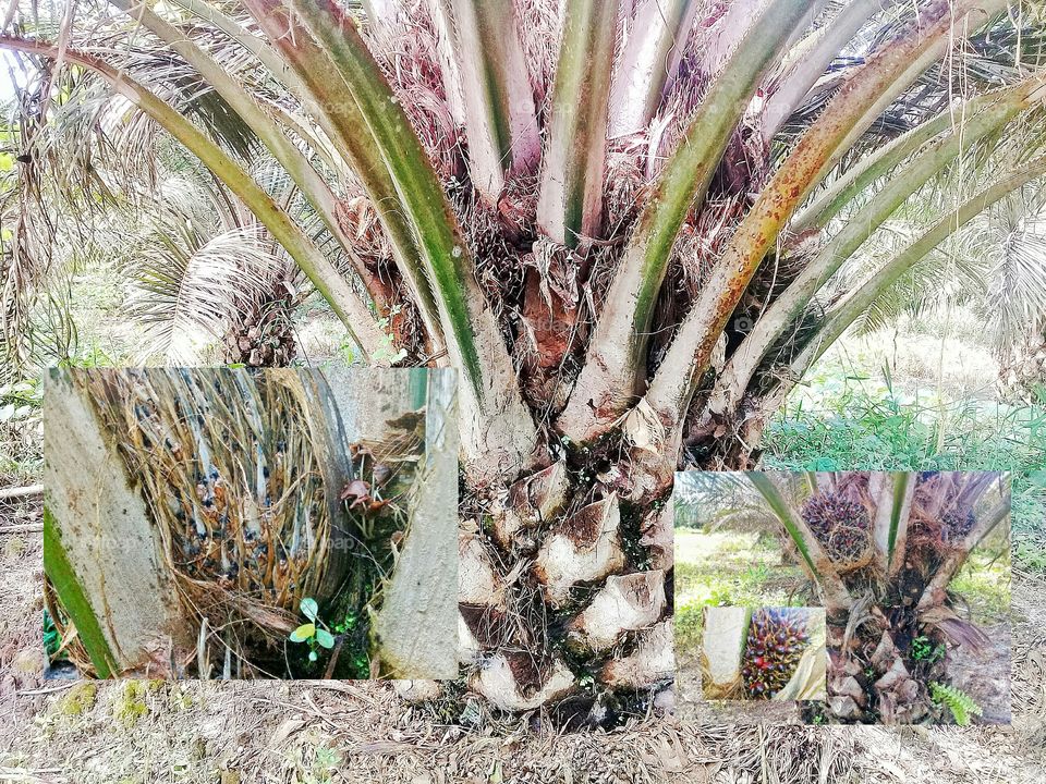palm tree abnormally giant.the main experinces the growth of jagur,the fruit experinces a miscarriage,the composition of the midrib looks straight
