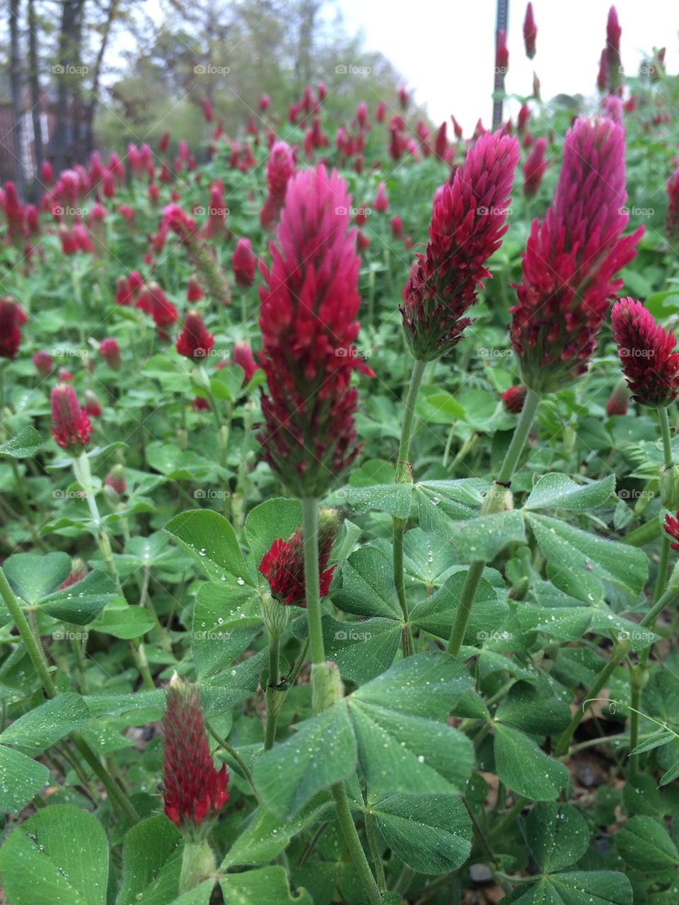 Crimson and Clover