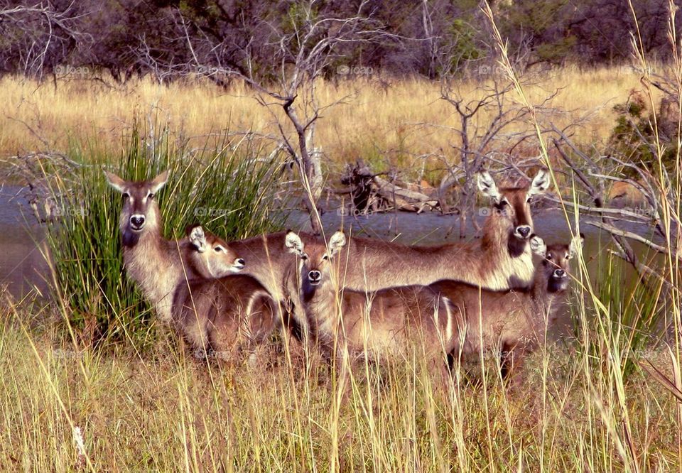 Waterbuck group, posing