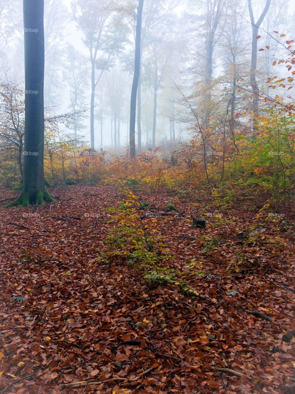 Autumn Foggy Wood  Landscape 