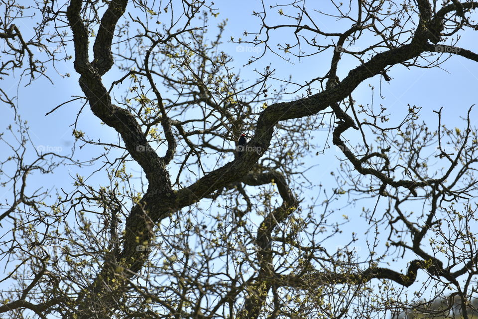 Scraggly oak tree