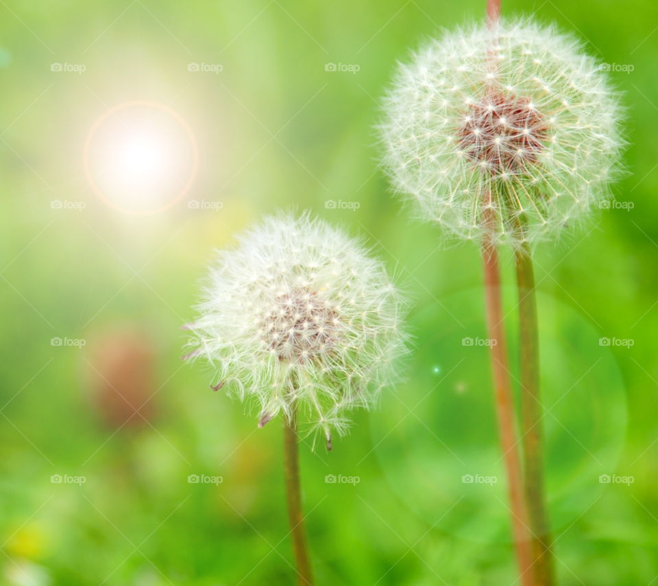 flowers nature dandelions by lightanddrawing