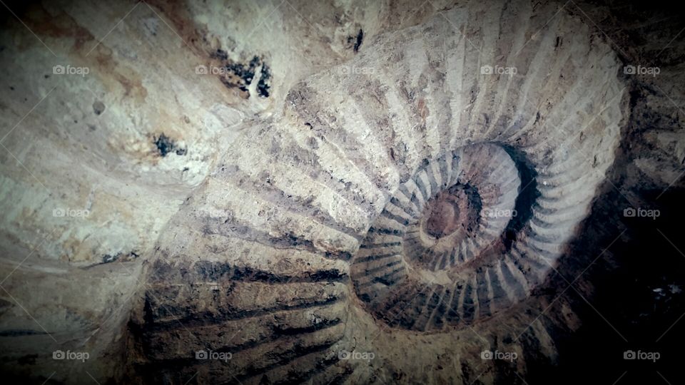 Ammonite fossil