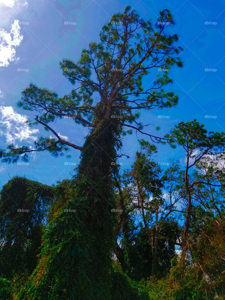 Tall Tree in Florida