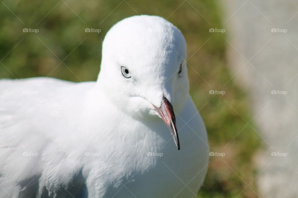 Red billed gull