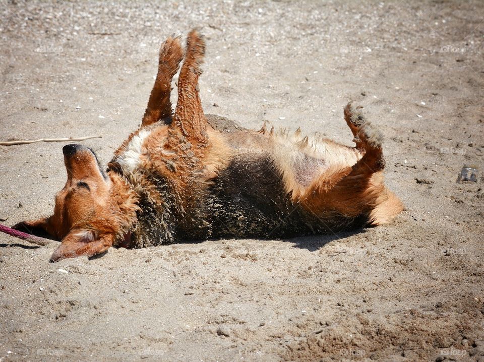 Dog rolling in the sand