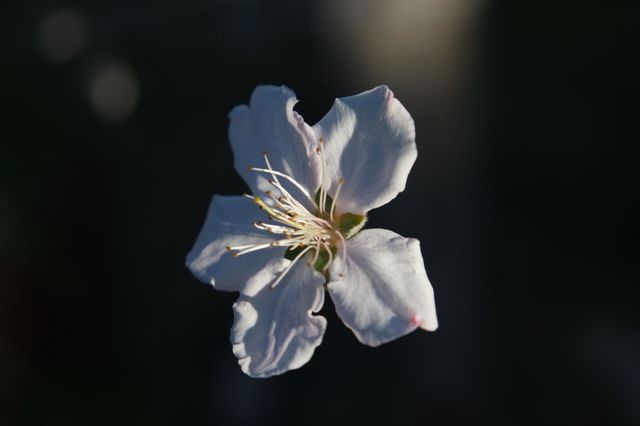 Floating flower