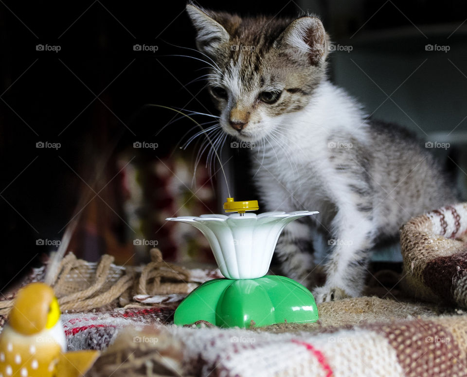 I’ve taken in one of the many stray kittens that can be found in rural Portugal, this is her playing with a toy in her new home